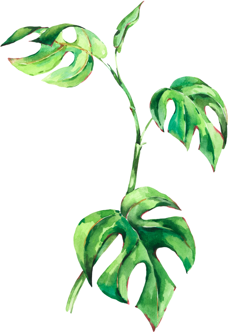 Watercolor Monstera Minima Tropical Leaves