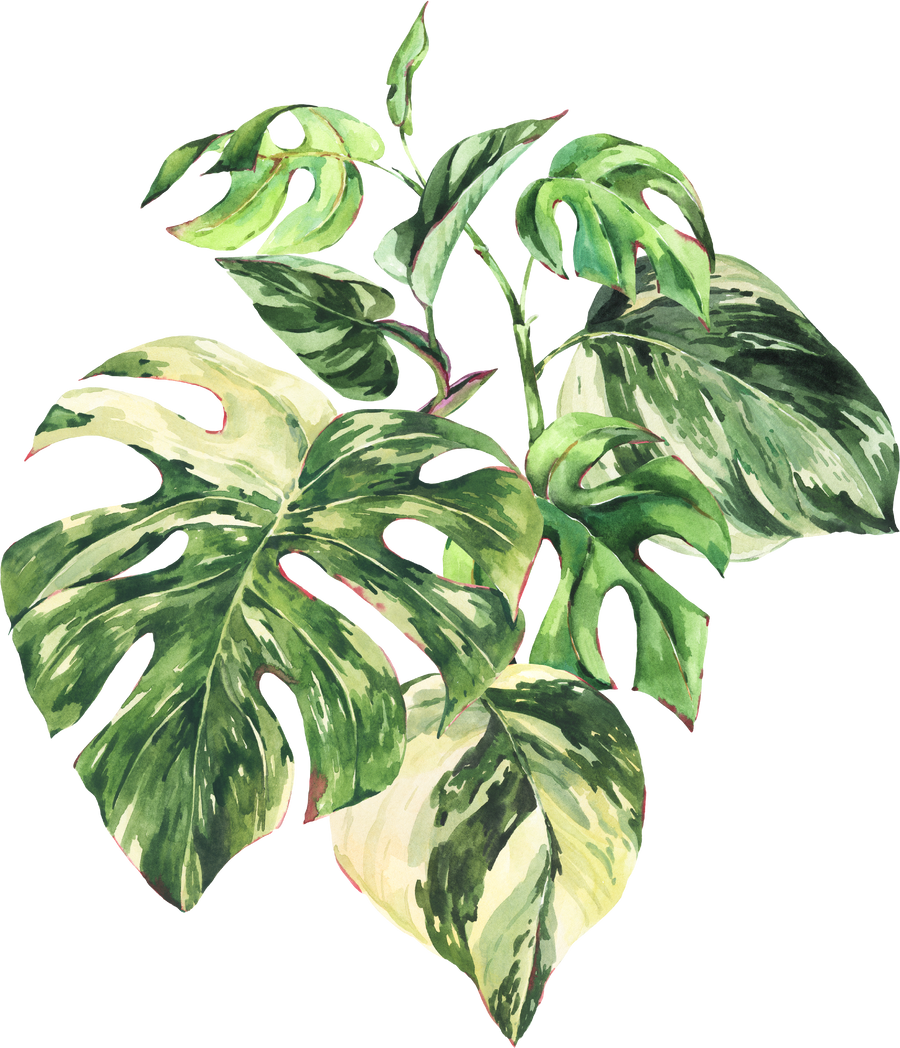 Watercolor Monstera Tropical Leaves